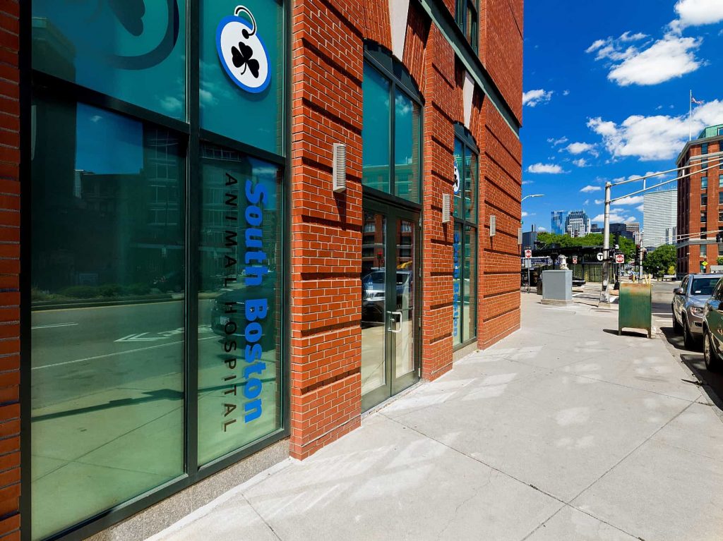south-boston-animal-hospital
