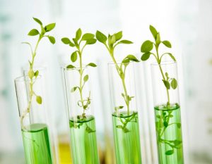 Genetically modified plants. Plant seedlings growing inside of test tubes